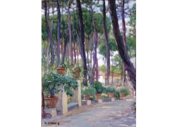 La vita in pineta La vita in pineta